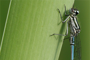 Coenagrion puella - Azure Bluet