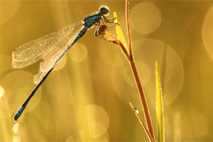 Coenagrion pulchellum - Variable Bluet