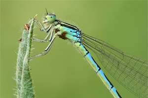 Coenagrion scitulum - Dainty Bluet
