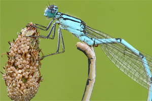 Enallagma cyathigerum - Common Bluet