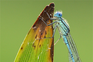 Erythromma lindenii - Blue-eye