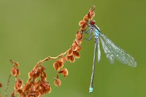 Erythromma najas - Large Redeye
