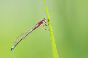 Ischnura elegans - Common Bluetail