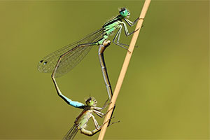 Ischnura genei - Island Bluetail