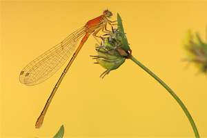 Ischnura pumilio - Small Bluetail