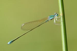 Nehalennia speciosa - Pygmy Damselfly