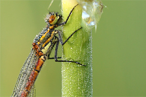 Pyrrhosoma nymphula - Large Red Damselfly