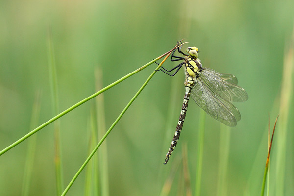 Aeshna cyanea - Blue Hawker