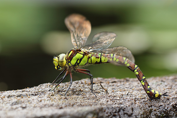 Aeshna cyanea - Blue Hawker