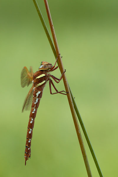 Aeshna grandis - Brown Hawker