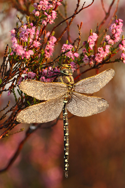 Aeshna juncea - Common Hawker