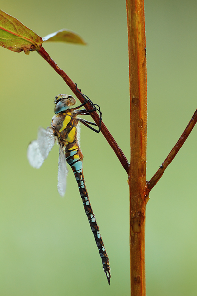 Aeshna mixta - Migrant Hawker