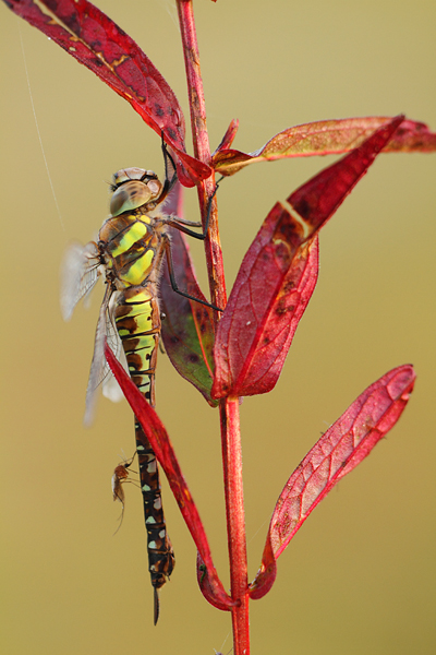 Aeshna mixta - Migrant Hawker