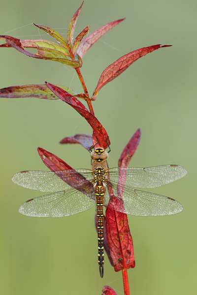 Aeshna mixta - Migrant Hawker