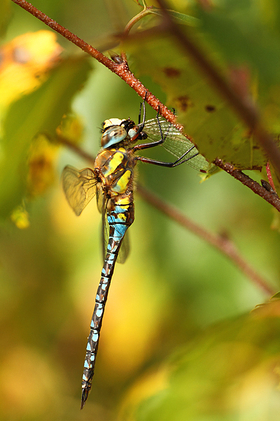 Aeshna mixta - Migrant Hawker