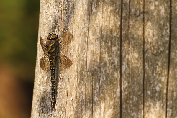 Aeshna subarctica - Bog Hawker