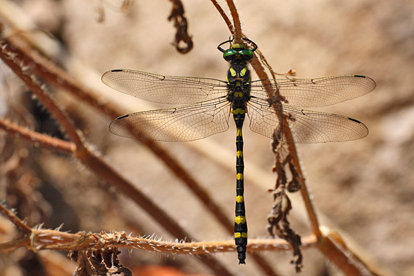 Cordulegaster picta - Turkish Goldenring