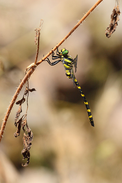 Cordulegaster picta - Turkish Goldenring