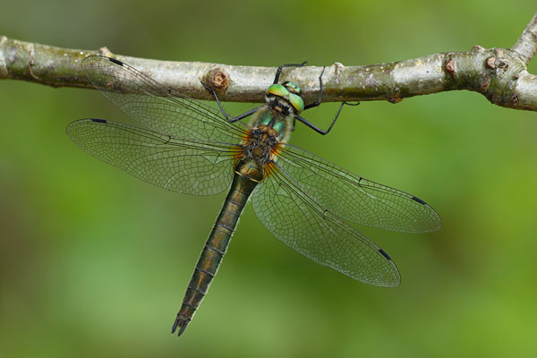 Cordulia aenea - Downy Emerald