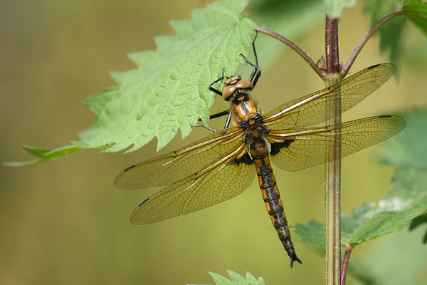 Epitheca bimaculata - Two Spotted Dragonfly