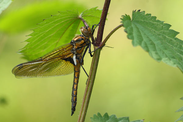 Epitheca bimaculata - Two Spotted Dragonfly