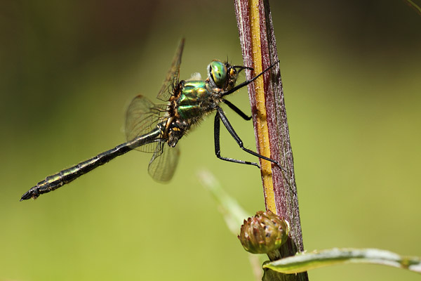 Somatochlora alpestris - Alpine Emerald