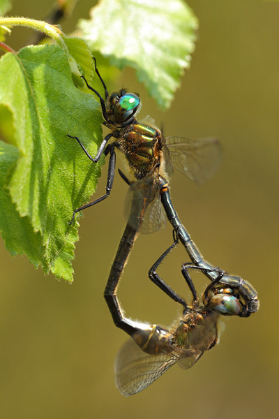 Somatochlora arctica - Northern Emerald