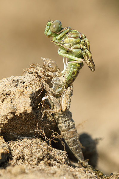 Gomphus flavipes - River clubtail
