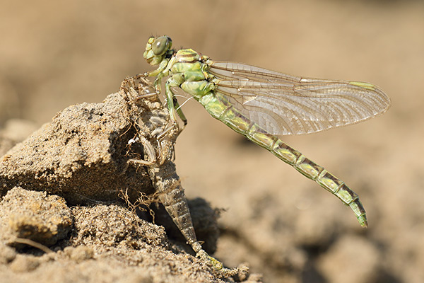 Gomphus flavipes - River clubtail