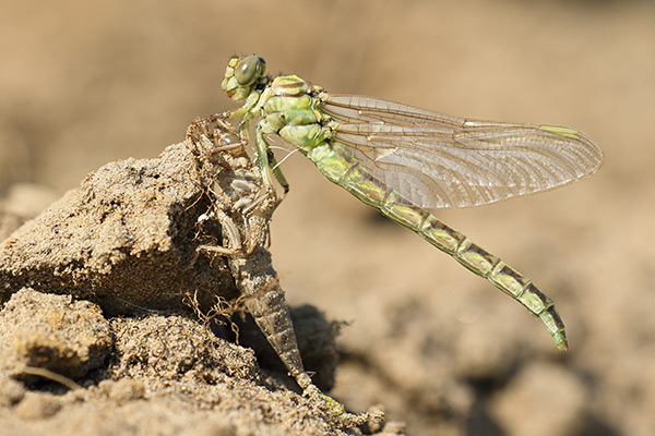Gomphus flavipes - River Clubtail