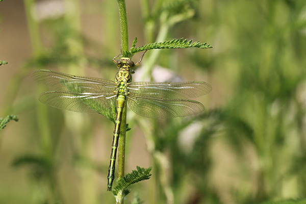 Gomphus flavipes - River clubtail