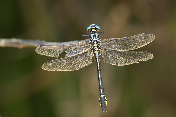 Gomphus schneideri - Turkish clubtail