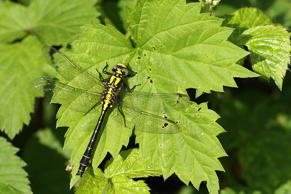 Gomphus vulgatissimus - Common Clubtail