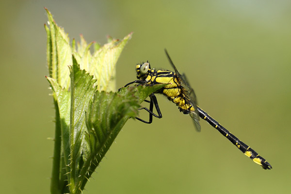 Gomphus vulgatissimus - Common Clubtail
