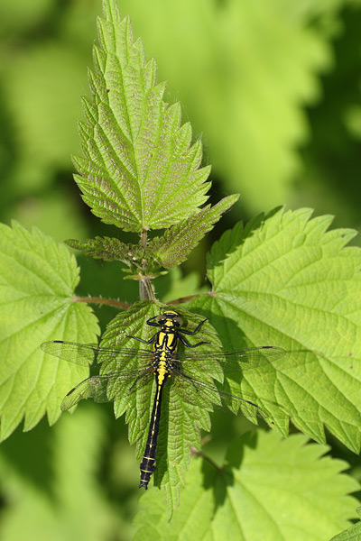 Gomphus vulgatissimus - Common Clubtail