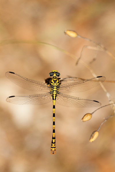 Onychogomphus forcipatus - Small pincertail