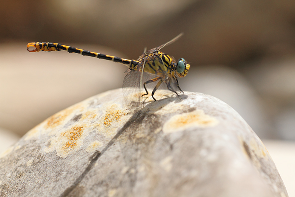 Onychogomphus forcipatus - Small pincertail