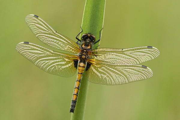 Leucorrhinia pectoralis - Yellow-spotted Whiteface