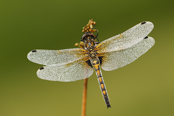 Leucorrhinia rubicunda - Ruby Whiteface