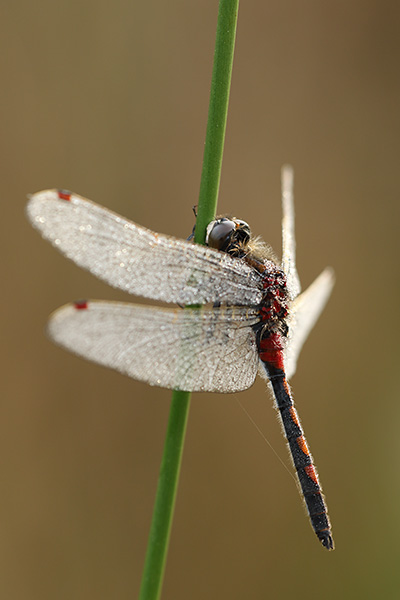 Leucorrhinia rubicunda - Ruby Whiteface