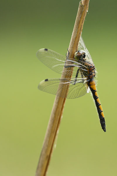 Leucorrhinia rubicunda - Ruby Whiteface
