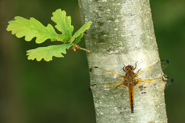 Libellula fulva - Scarce Chaser