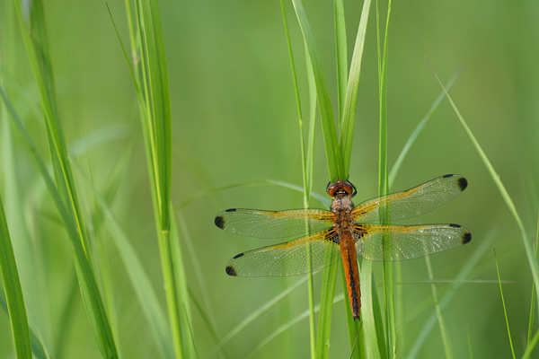 Libellula fulva - Scarce Chaser