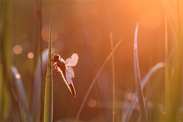 Libellula quadrimaculata - Four spotted Chaser