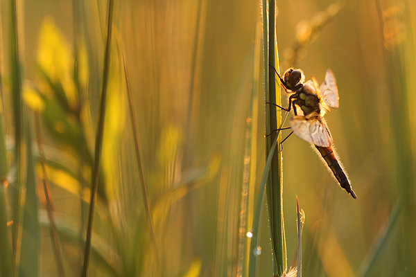 Libellula quadrimaculata - Four spotted Chaser