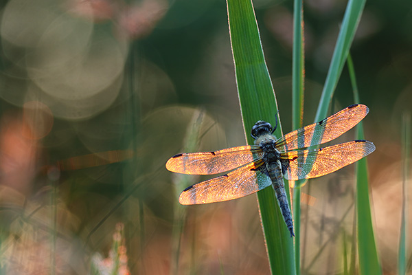 Libellula quadrimaculata - Four spotted Chaser