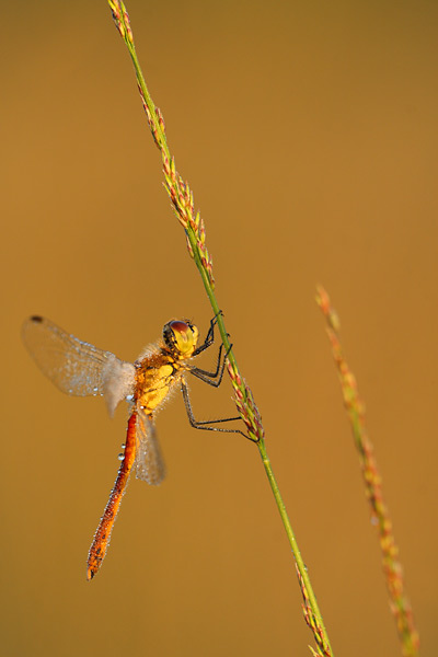 Sympetrum depressiusculum - Spotted Darter