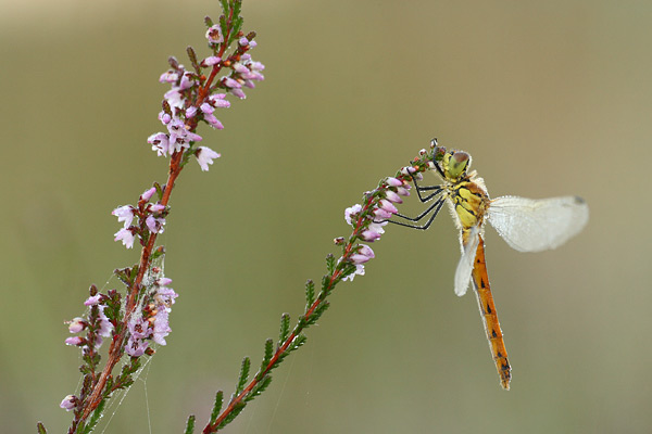 Sympetrum depressiusculum - Spotted Darter