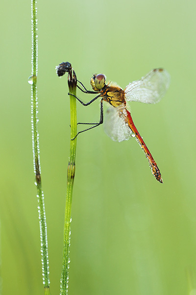 Sympetrum depressiusculum - Spotted Darter