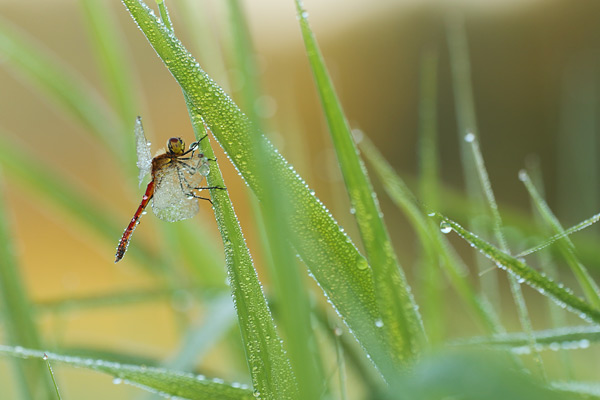 Sympetrum depressiusculum - Spotted Darter
